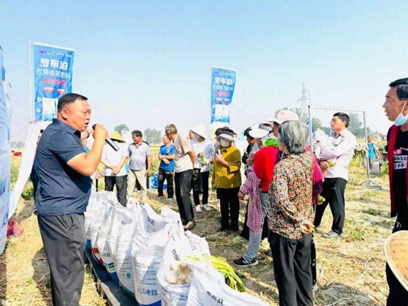 Garlic planting techniques and management
