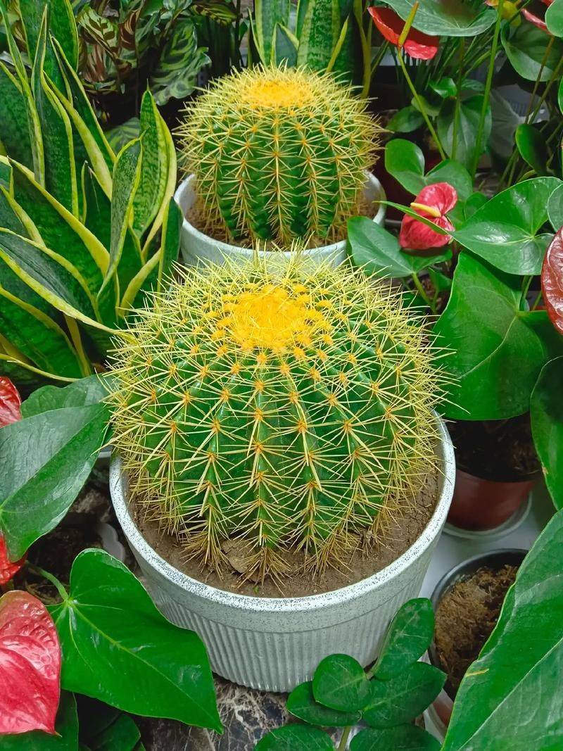 The way the monkeys grow