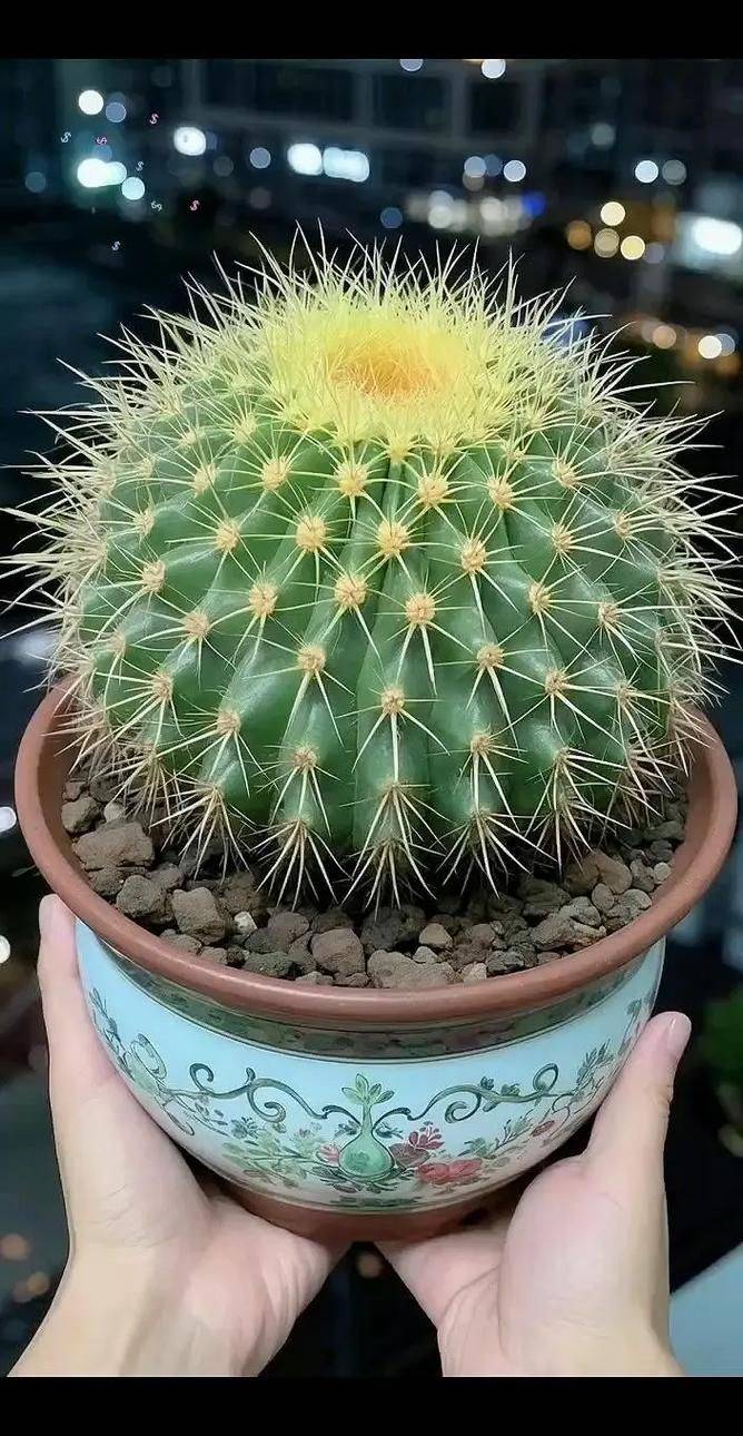 The way the monkeys grow