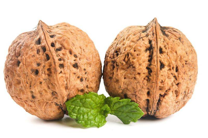 Man plays with walnut tree seedlings