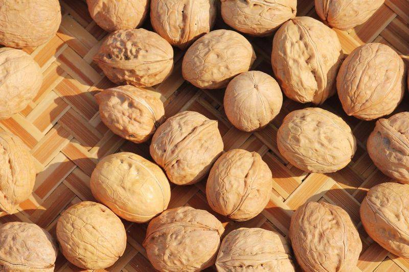 Man plays with walnut tree seedlings