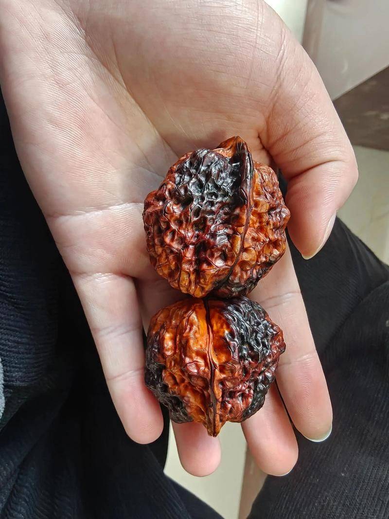 Man plays with walnut tree seedlings