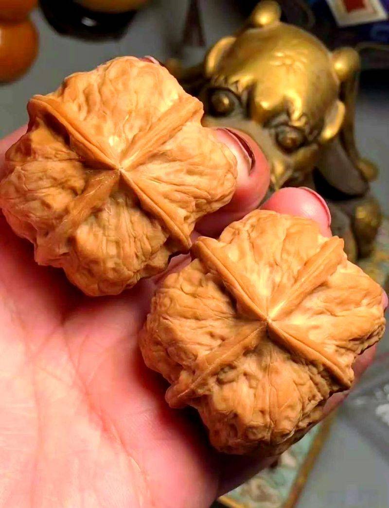 Man plays with walnut tree seedlings
