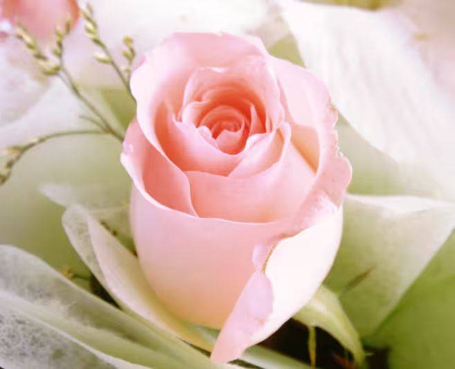 The method of planting rose seedlings