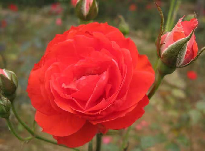 The method of planting rose seedlings