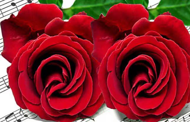 The method of planting rose seedlings