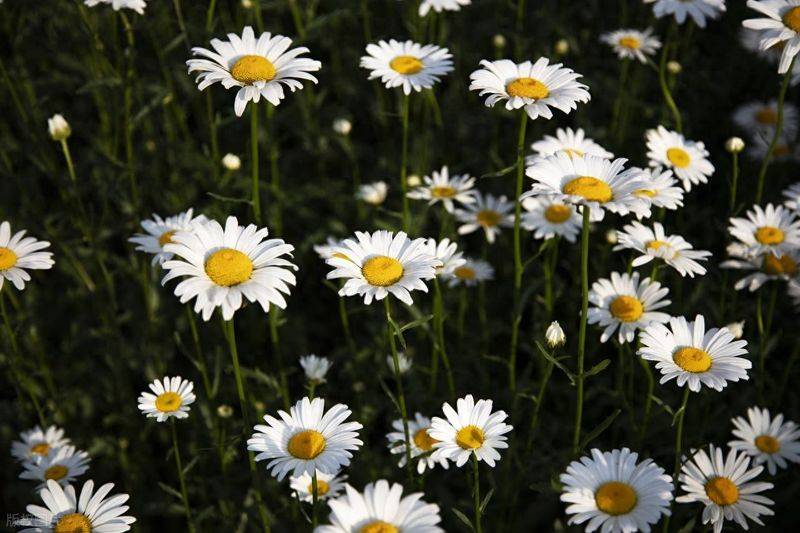 Plantation in the frame