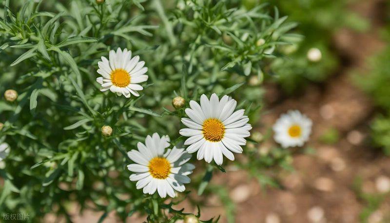 Plantation in the frame