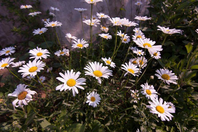 Plantation in the frame