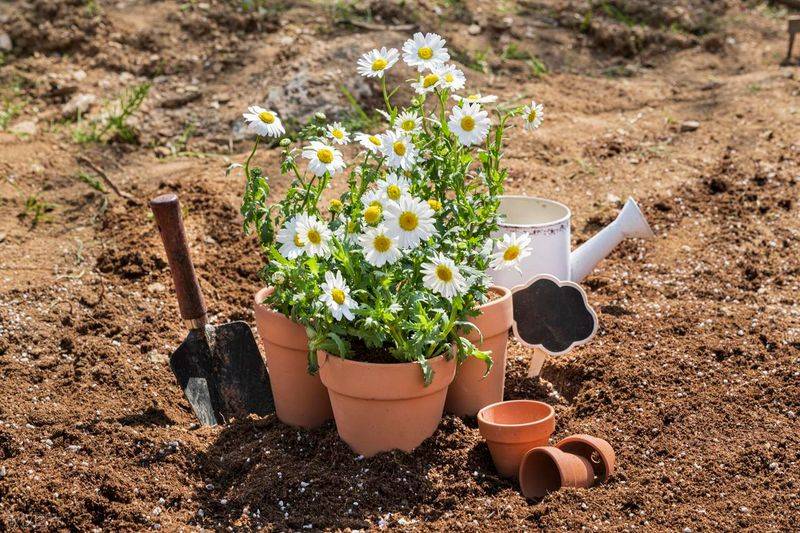 Plantation in the frame