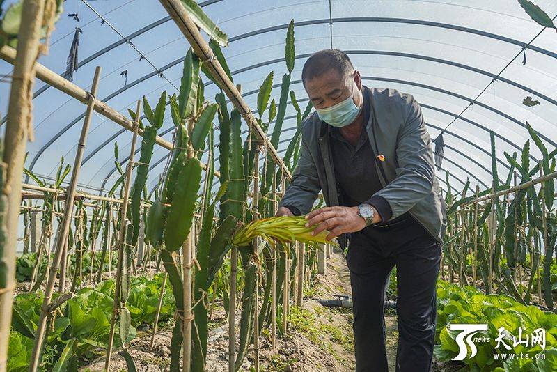 Plantation techniques for flamingo