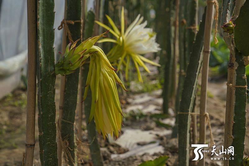 Plantation techniques for flamingo