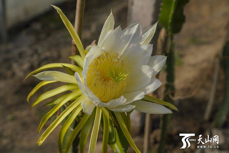 Plantation techniques for flamingo