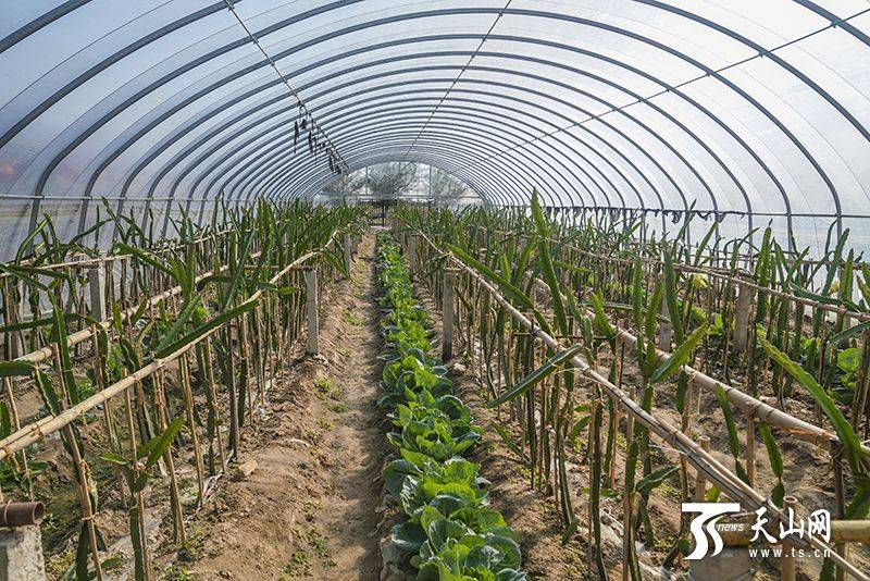 Plantation techniques for flamingo