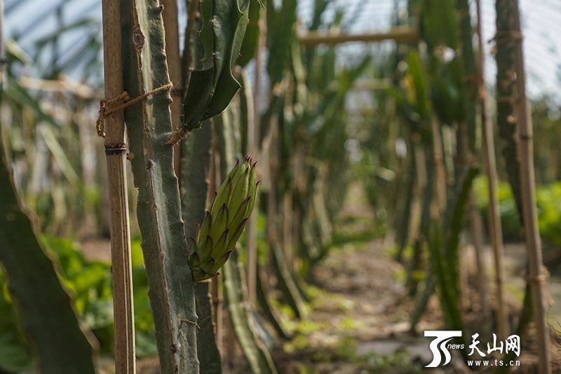 Plantation techniques for flamingo