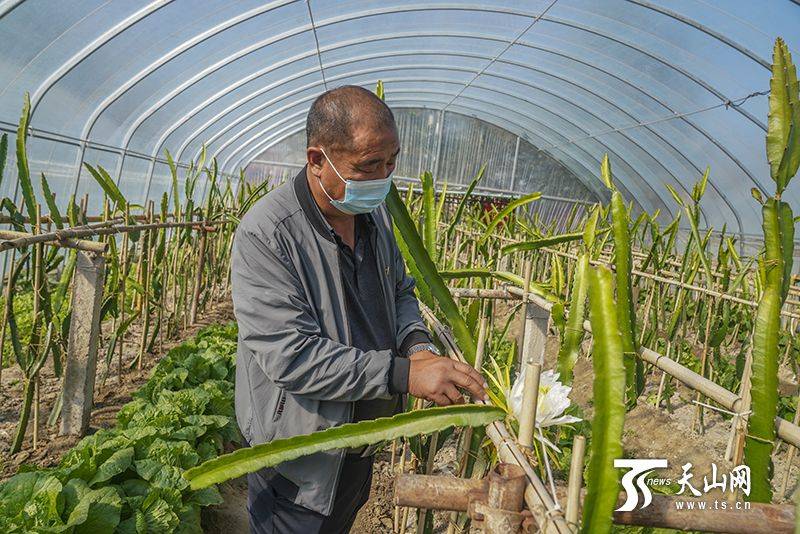 Plantation techniques for flamingo