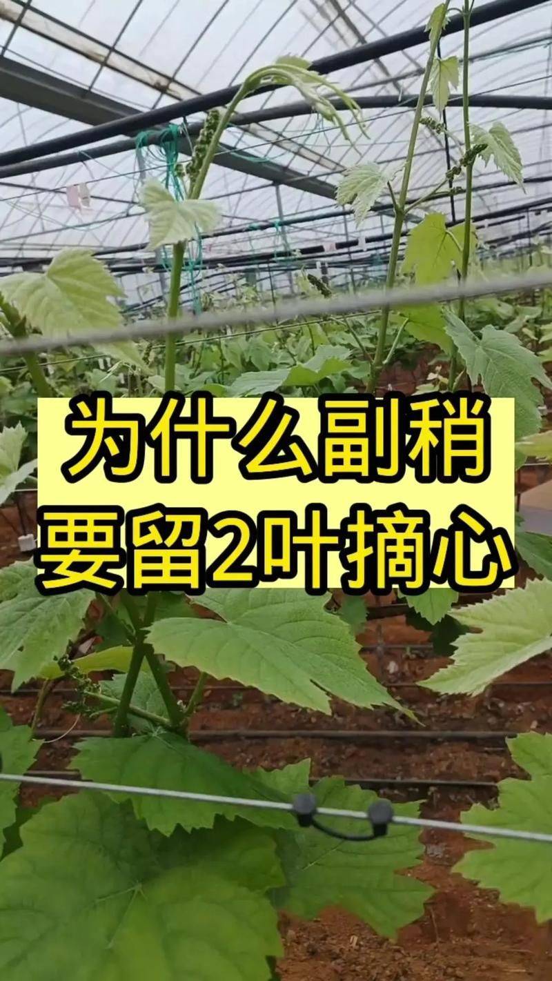 How do you grow grapes