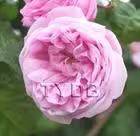 The method of planting rose seedlings