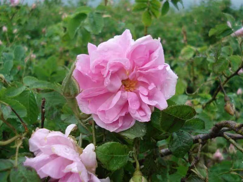 The method of planting rose seedlings