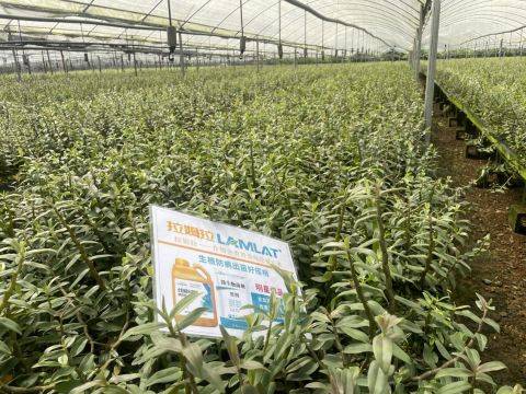 Union of iron prystone plantation technologies