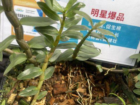 Union of iron prystone plantation technologies