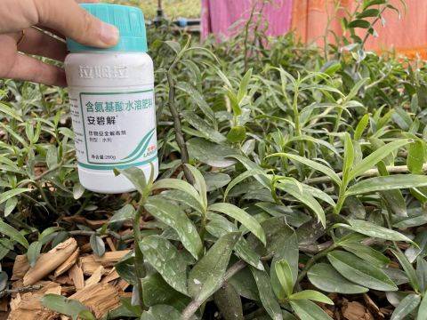 Union of iron prystone plantation technologies