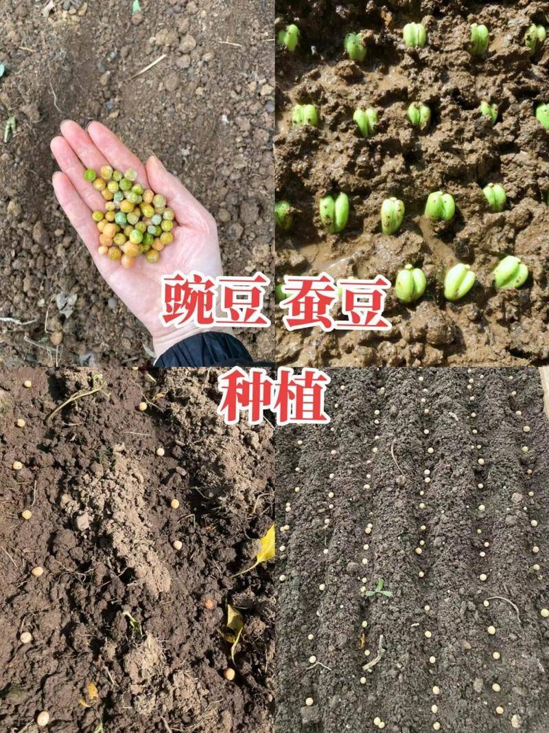 Home farming methods for pea seedlings