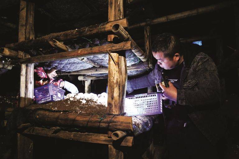 Technology for mushroom shed cultivation