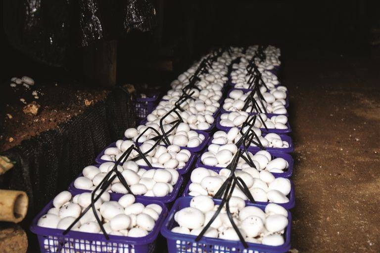 Technology for mushroom shed cultivation