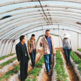 Autumn potato cultivation technology