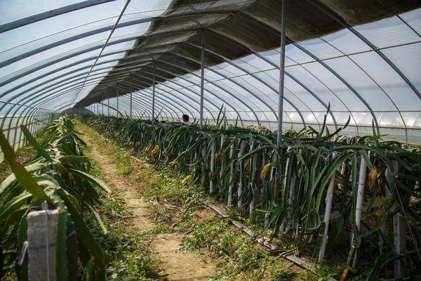 Plantation techniques for flamingo