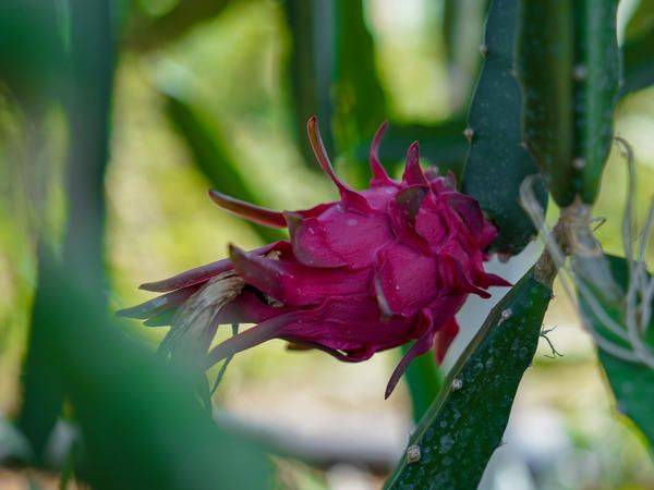 Plantation techniques for flamingo