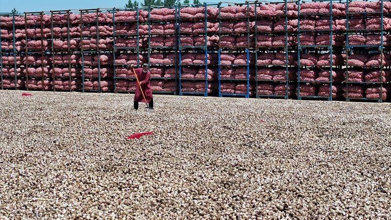 Garlic planting techniques and management