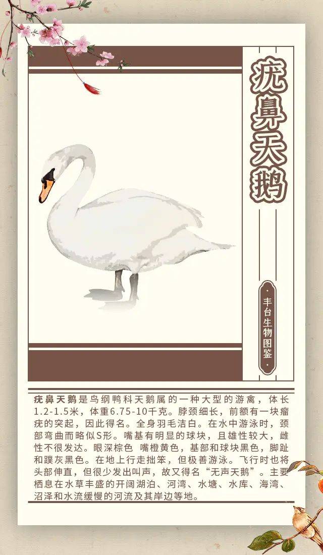 Sniffy swan characteristics
