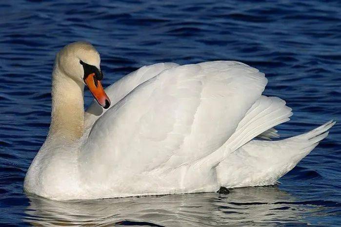 Sniffy swan characteristics