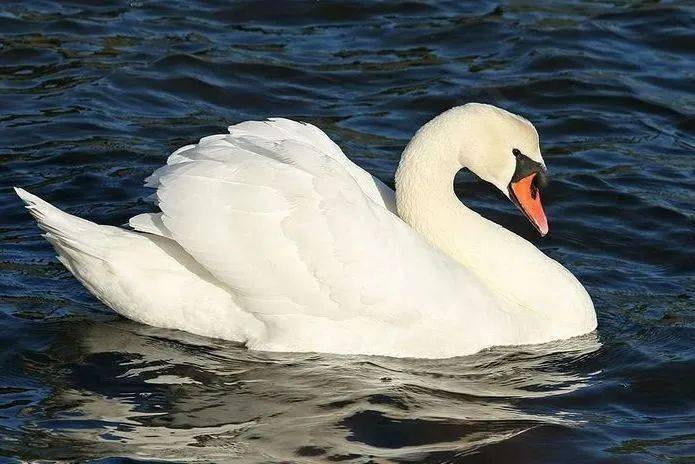 Sniffy swan characteristics