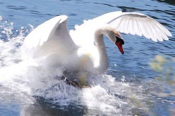 Sniffy swan characteristics