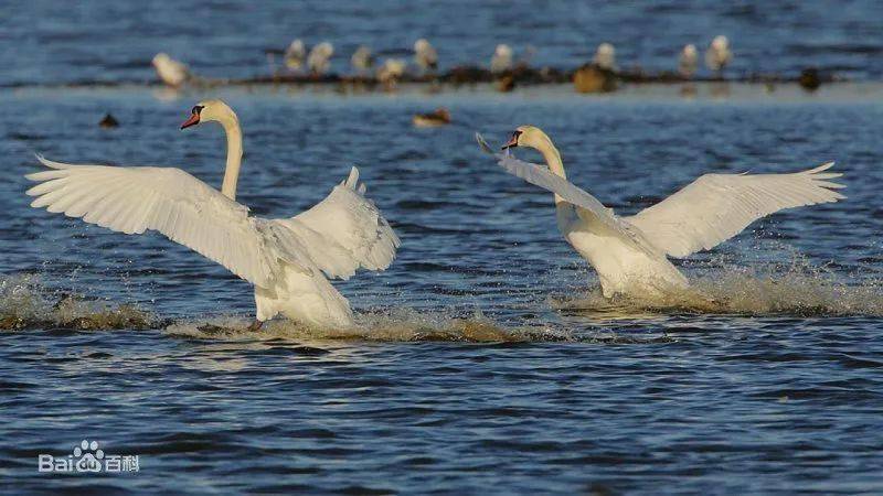 Sniffy swan characteristics