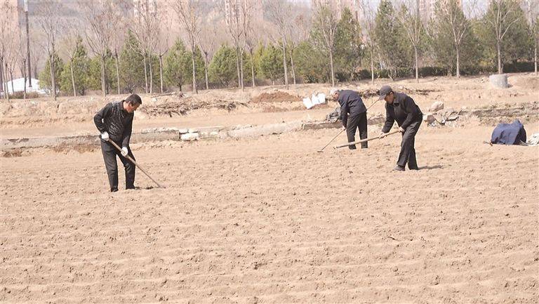 Garlic planting techniques and management