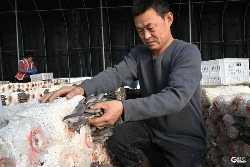 Technology for mushroom shed cultivation