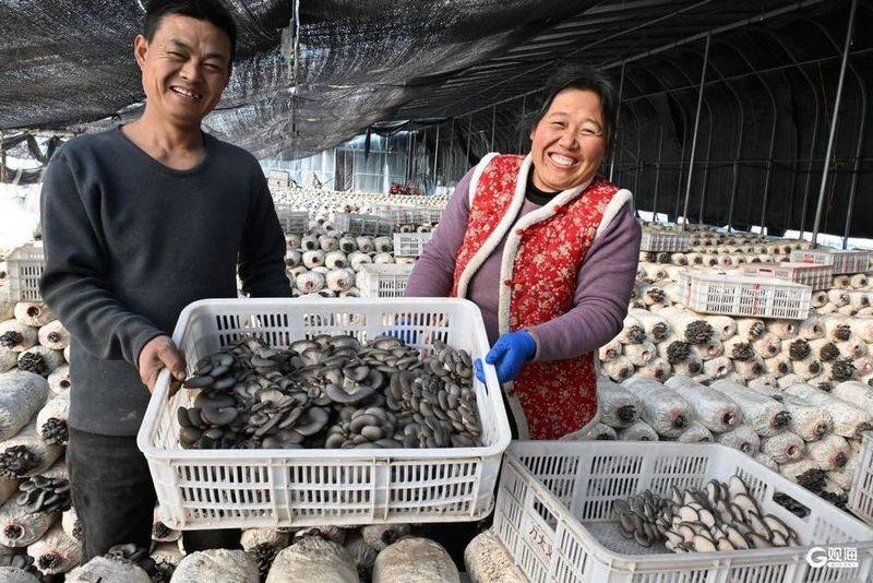 Technology for mushroom shed cultivation