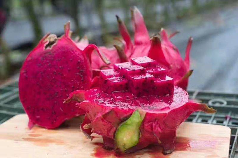 Plantation techniques for flamingo