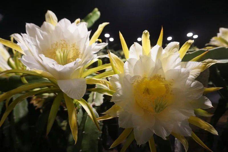 Plantation techniques for flamingo