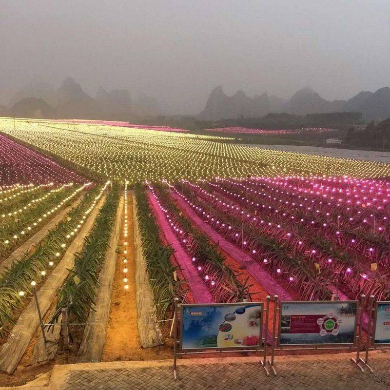 Plantation techniques for flamingo