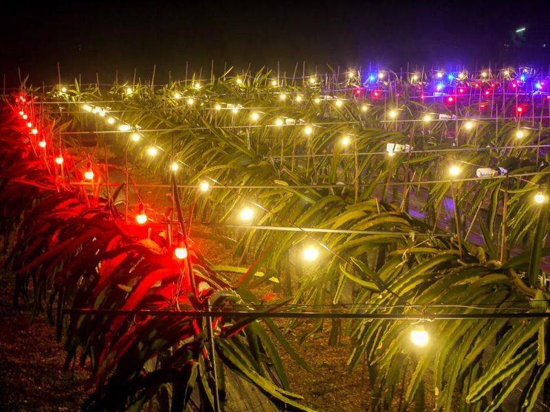 Plantation techniques for flamingo