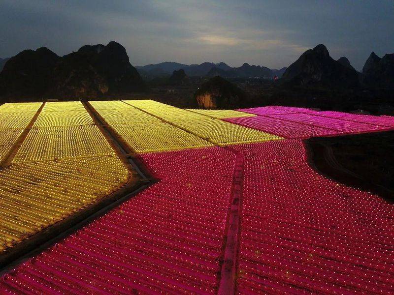 Plantation techniques for flamingo