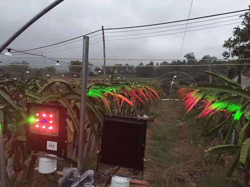 Plantation techniques for flamingo