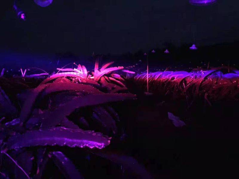 Plantation techniques for flamingo