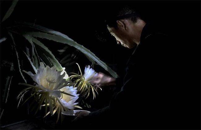 Plantation techniques for flamingo