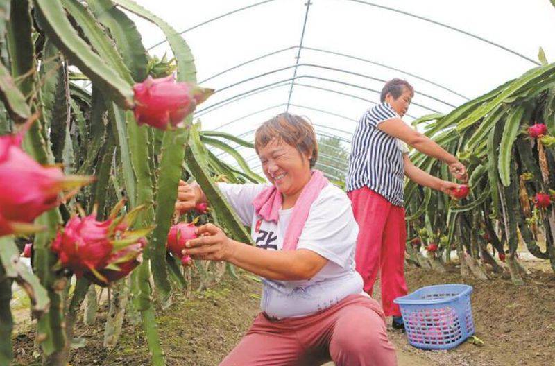 Plantation techniques for flamingo